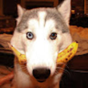 Meet your Posher, Vinceandthings